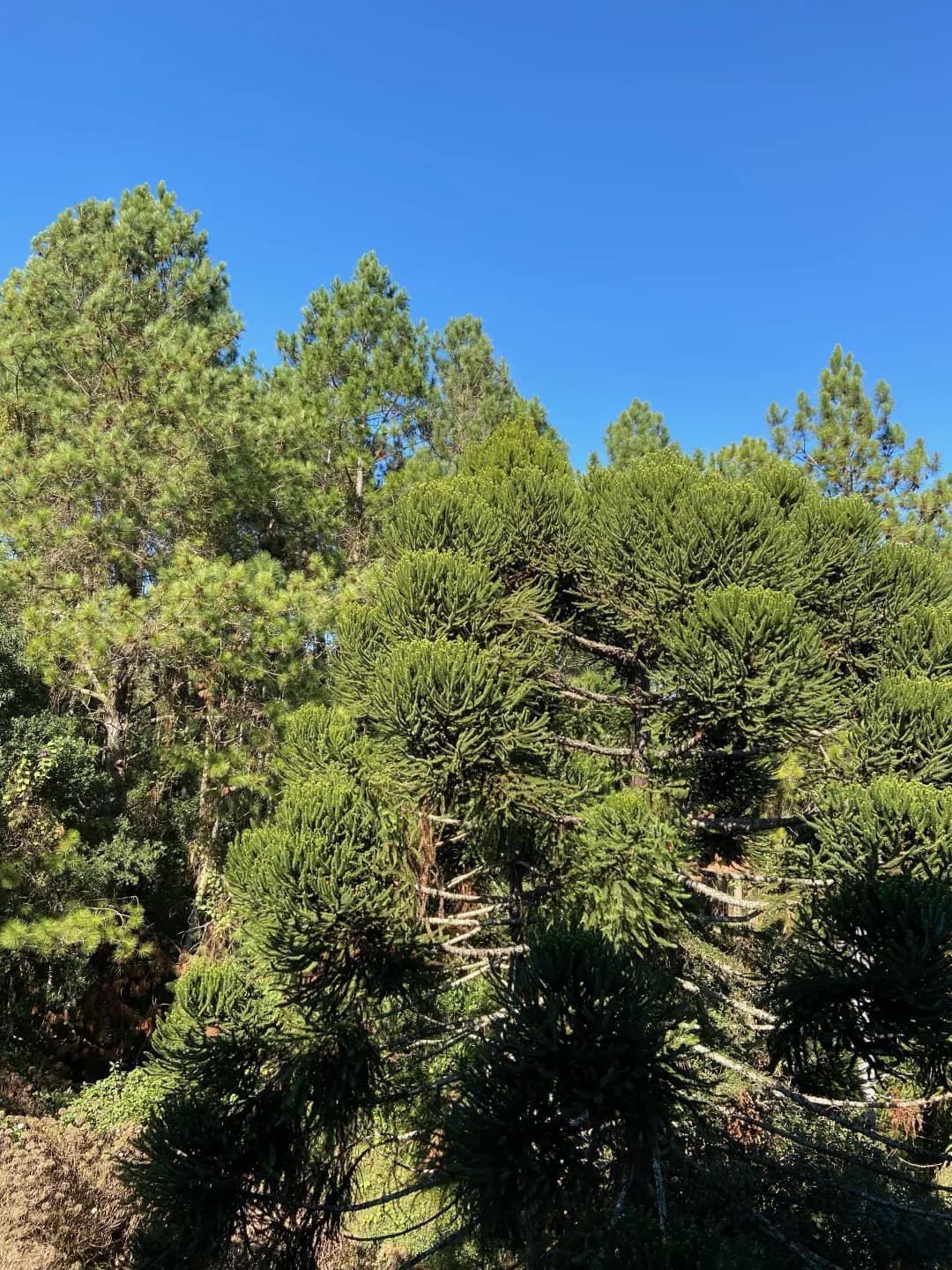 Araucárias em Canela