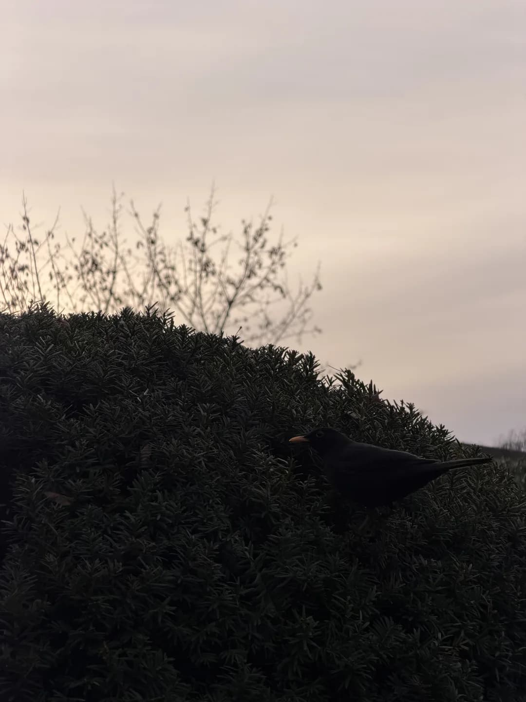 Melro num teixo em St. Hanshaugen, Oslo